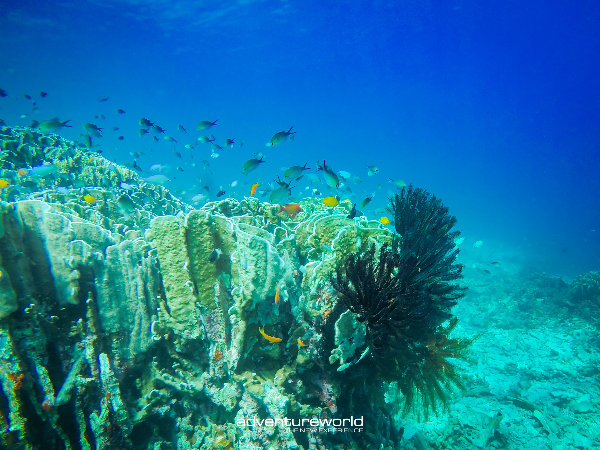 Similan Island Private Tour
