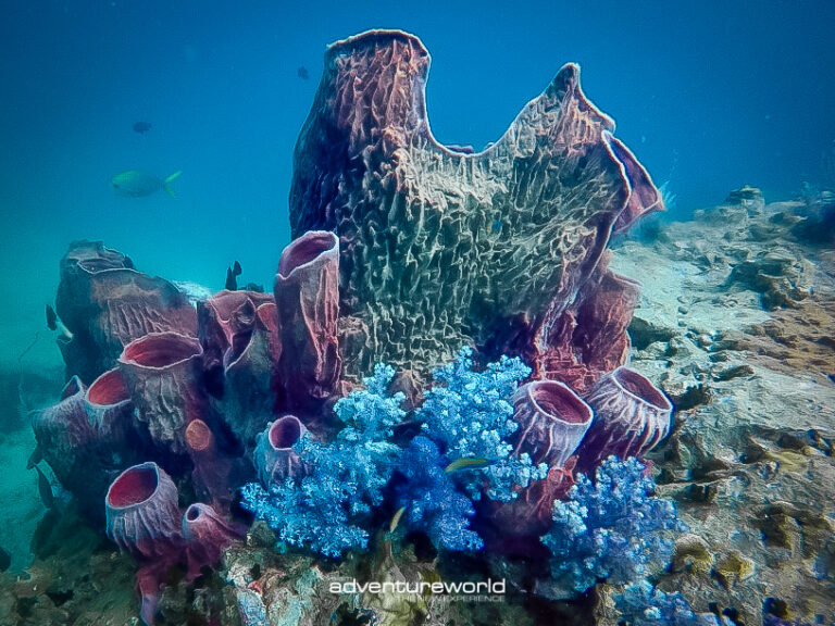 Surin Island Tour