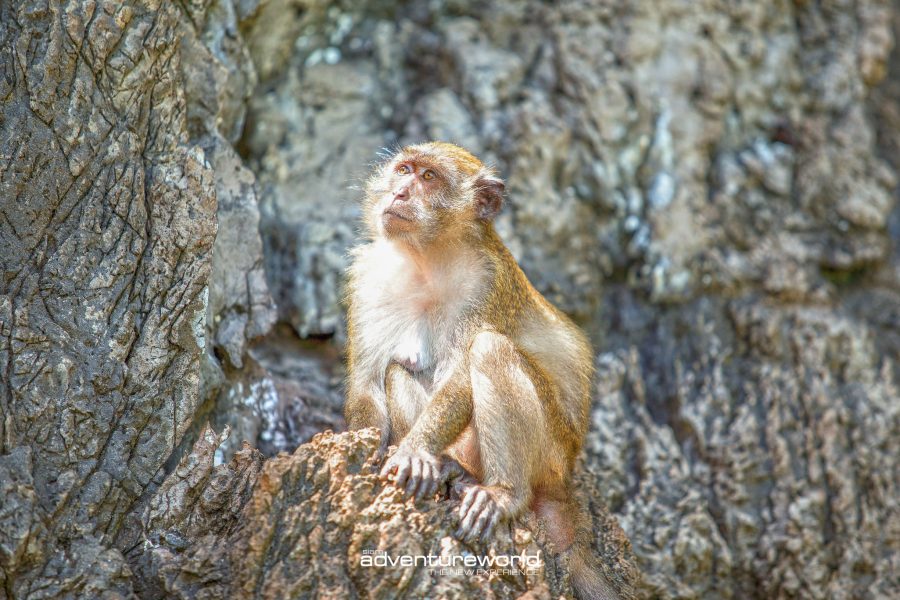 Phi Phi Don Monkey Beach-2 (1)