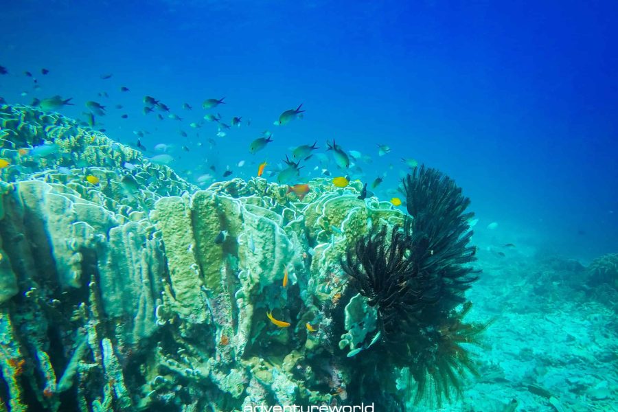Similan Island Tour from Phuket