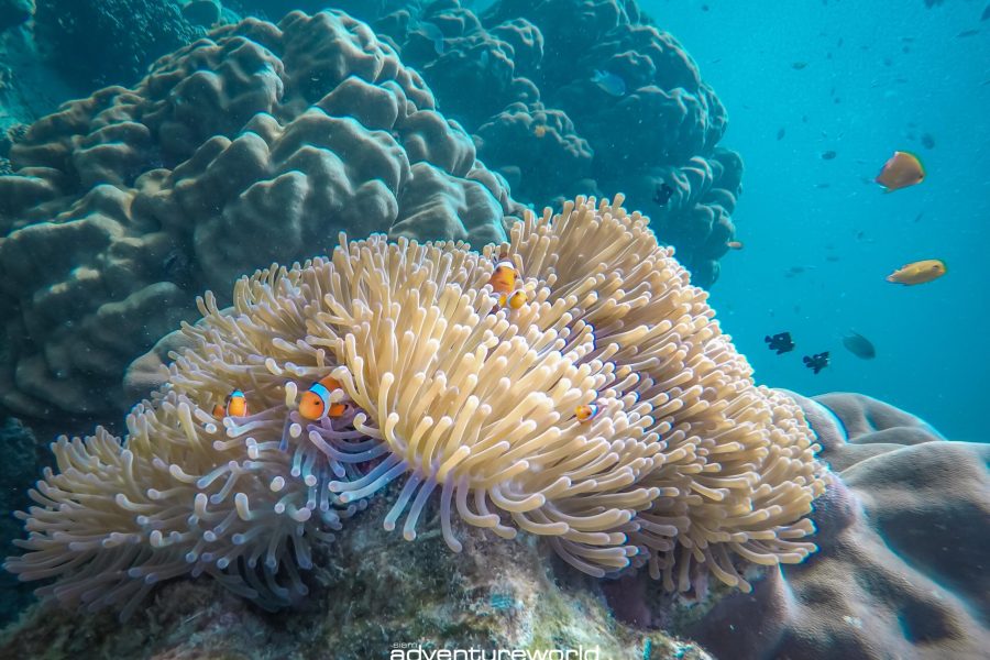 Similan Island tour from Phuket
