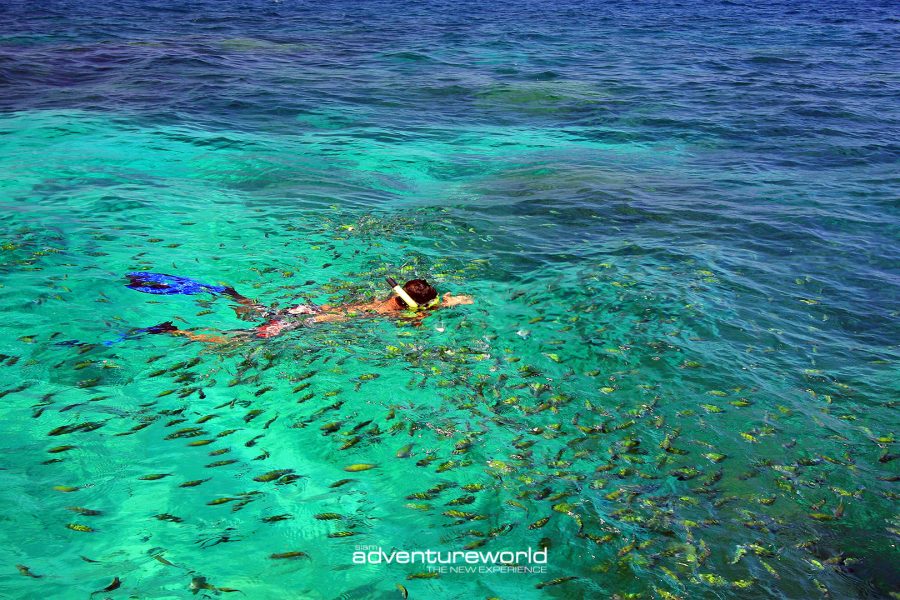 Surin Island Tour