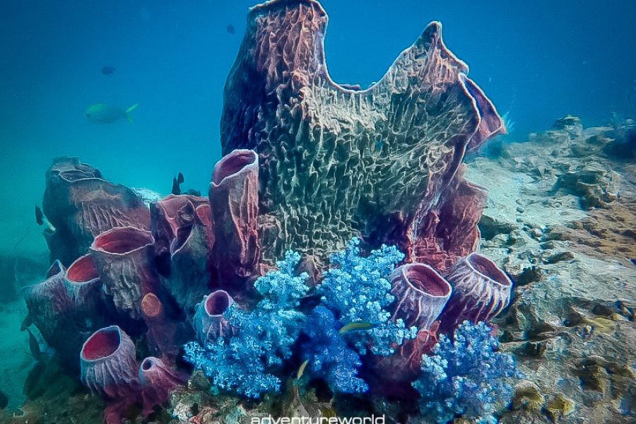barrel-sponges-are-a-common-sight-in-the-Similan-Islands